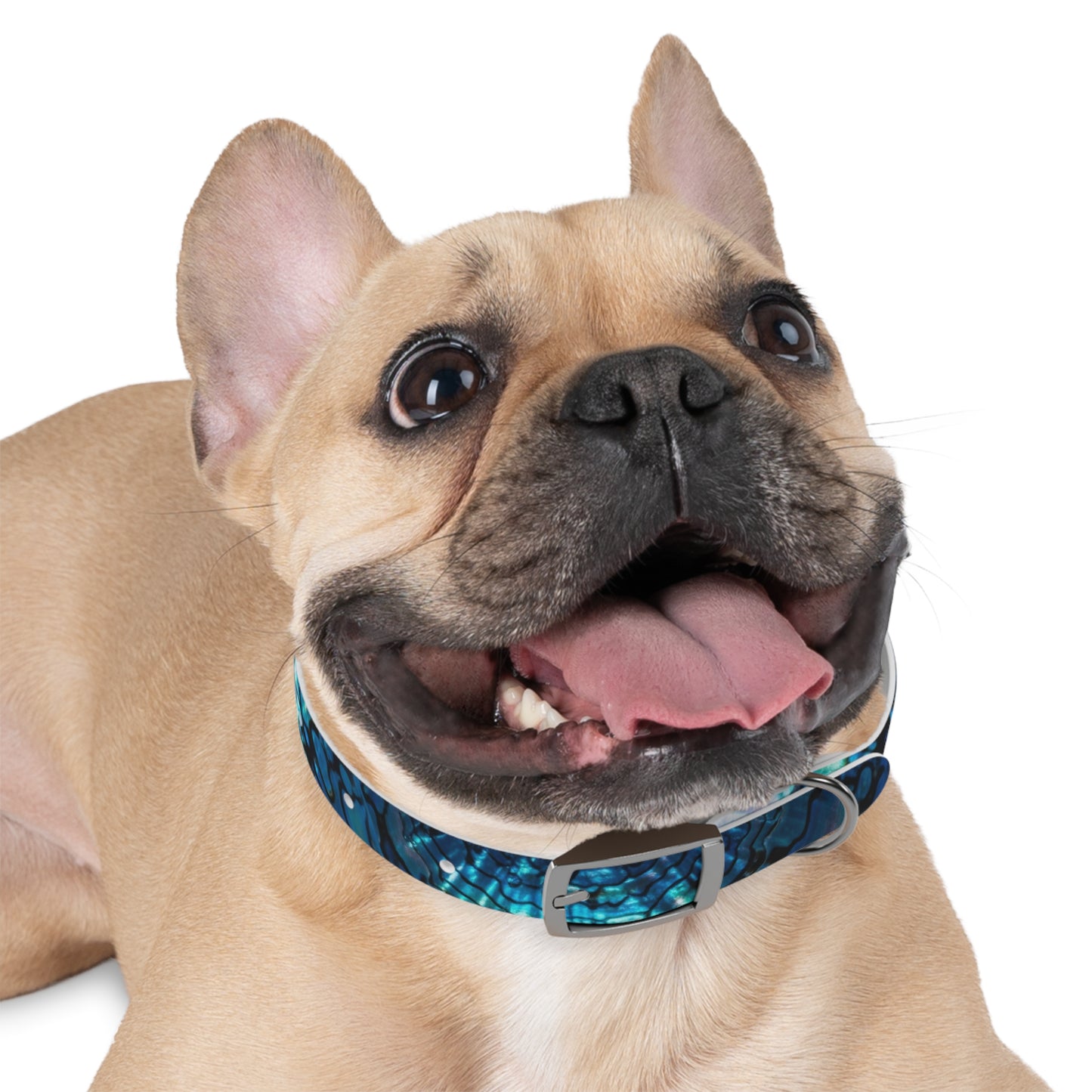 Abalone Dog Collar, Pet Accessory for Dog Lovers, Unique Gifts for Pets, Adjustable Dog Fashion, Colorful Dog Gear, Doggie Collars