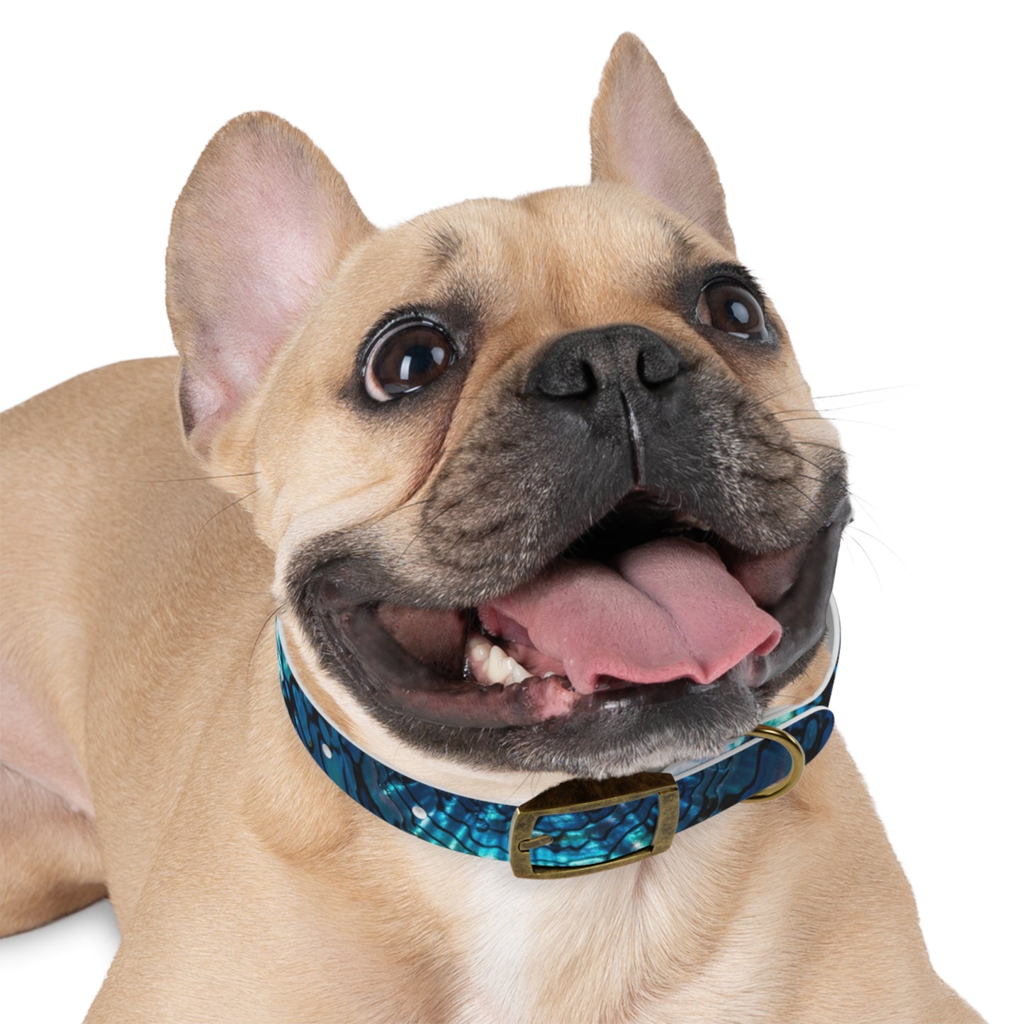 Abalone Dog Collar, Pet Accessory for Dog Lovers, Unique Gifts for Pets, Adjustable Dog Fashion, Colorful Dog Gear, Doggie Collars