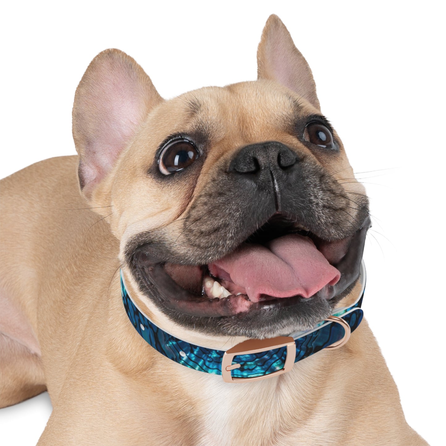 Abalone Dog Collar, Pet Accessory for Dog Lovers, Unique Gifts for Pets, Adjustable Dog Fashion, Colorful Dog Gear, Doggie Collars