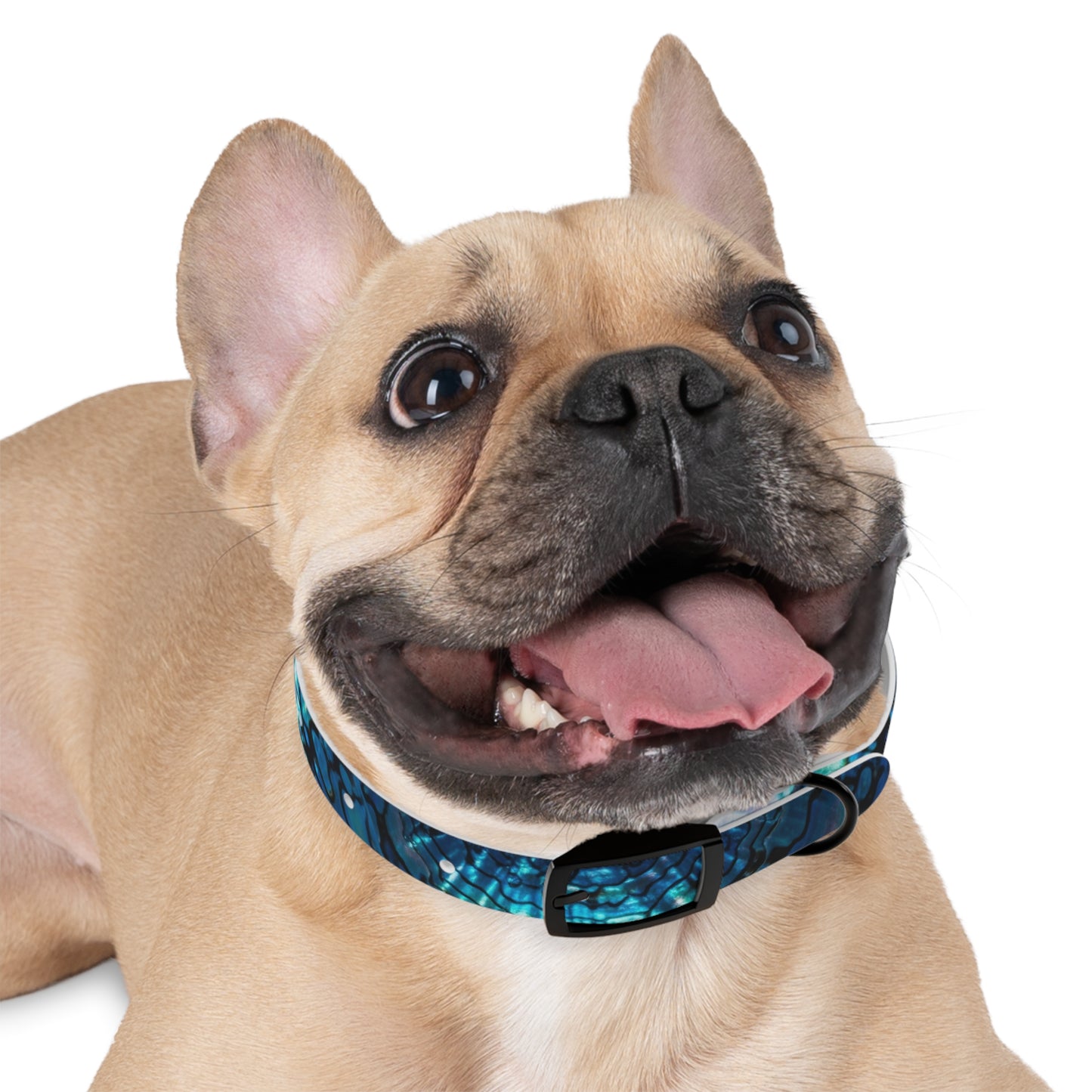 Abalone Dog Collar, Pet Accessory for Dog Lovers, Unique Gifts for Pets, Adjustable Dog Fashion, Colorful Dog Gear, Doggie Collars